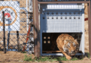 15 Rescued Big Cats Arrive Safely at LIONSROCK