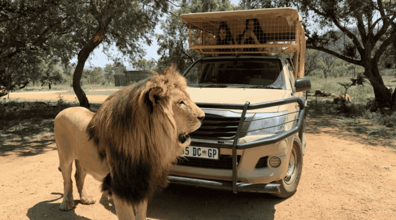 Why Every Johannesburg Family Should Take Their Kids on Safari