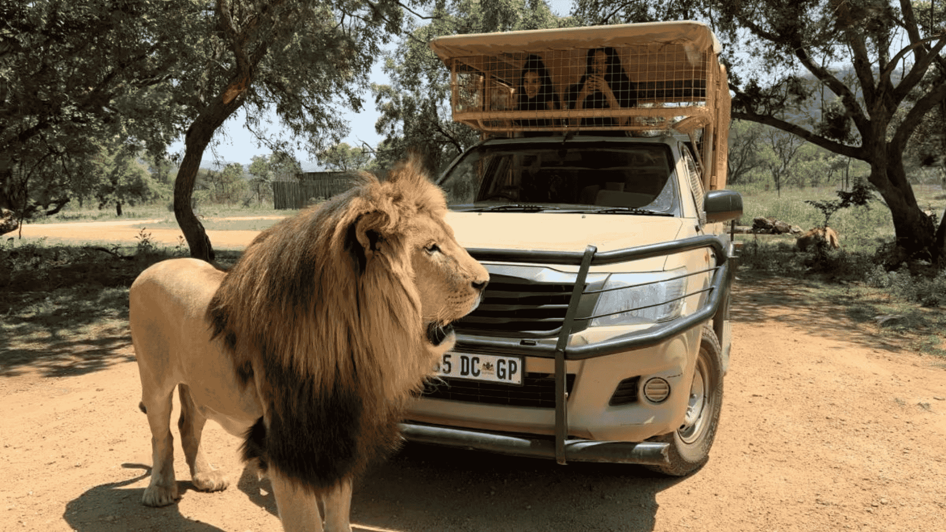 Why Every Johannesburg Family Should Take Their Kids on Safari