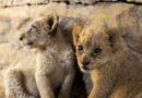World Lion Day 2026: United for Lions Conservation and welfare organisations urge renewed commitment and action to end South Africa’s captive lion industry. In honour of World Lion Day observed on 10 August, four leading animal welfare and conservation organisations are renewing calls for South Africa to honour its commitment to phase out the commercial captive lion industry. As part of World Lion Day, FOUR PAWS South Africa, Humane World for Animals South Africa, Voice4Lions and Blood Lions hosted a virtual press conference today to provide an update on the current status of the industry, highlight recent research and evidence to reinforce the need for decisive action and outline the practical next steps needed to ensure that South Africa’s current captive lion population is the last generation bred for commercial exploitation. "The key message today is that there remains a significant gap between policy intentions and reality. Government has committed to phasing out the captive lion breeding industry, yet captive lion breeding remains legal and the industry remains largely operational. Closing that gap is now the critical challenge, because until policy commitments are translated into implementation, lions will continue to be born into an industry that government itself has recognised does not form part of South Africa's future wildlife vision. As we commemorate World Lion Day, we call for urgent action to turn years of consultation, recommendations and commitments into tangible change for lions," says Fiona Miles, Director at FOUR PAWS South Africa. Despite former Minister Barbara Creecy’s announcement in May 2021 that South Africa would phase out the commercial captive lion industry, the industry remains fully legal. “The reports that emanated from the High Level Panel and Ministerial Task Team provided a positive way forward, yet five years later we are still waiting for a result and the industry continues to thrive”, says Linda Park, Co-Founder & Director at Voice4Lions. Since November 2025, no progress has been made towards progressing and implementing the necessary policy changes to bring this commitment into effect. This has left around 8,000 lions vulnerable to continued breeding and commercial exploitation. World Lion Day serves as an important reminder that South Africa’s lions belong in thriving, functioning ecosystems, not in breeding facilities where they are commodified throughout their lifecycle. "We encourage Minister Maynier to follow in the footsteps of his predecessors and continue the process of ending the captive lion breeding industry by, first, prohibiting the establishment of new captive lion breeding facilities and, second, prohibiting the breeding of captive lions. These measures would send a clear signal that South Africa is committed to a new approach to the management of captive wildlife", says Dr Matthew Schurch, Senior Specialist: Wildlife at Humane World for Animals South Africa. The coalition remains committed to working collaboratively with the Minister of Forestry, Fisheries and the Environment, his Department, stakeholders, and the public to achieve a responsible, science-based and humane transition away from the commercial captive lion industry in such a way that South Africa’s international conservation and tourism reputation is protected. According to Dr Stephanie Klarmann, Campaign Coordinator at Blood Lions, “the South African government has an opportunity to take decisive action and demonstrate global leadership in animal welfare, biodiversity governance, and reliance on evidence-based decision-making by ensuring their commitment is translated into action.”