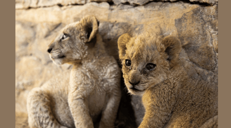 World Lion Day 2026: United for Lions Conservation and welfare organisations urge renewed commitment and action to end South Africa’s captive lion industry. In honour of World Lion Day observed on 10 August, four leading animal welfare and conservation organisations are renewing calls for South Africa to honour its commitment to phase out the commercial captive lion industry. As part of World Lion Day, FOUR PAWS South Africa, Humane World for Animals South Africa, Voice4Lions and Blood Lions hosted a virtual press conference today to provide an update on the current status of the industry, highlight recent research and evidence to reinforce the need for decisive action and outline the practical next steps needed to ensure that South Africa’s current captive lion population is the last generation bred for commercial exploitation. "The key message today is that there remains a significant gap between policy intentions and reality. Government has committed to phasing out the captive lion breeding industry, yet captive lion breeding remains legal and the industry remains largely operational. Closing that gap is now the critical challenge, because until policy commitments are translated into implementation, lions will continue to be born into an industry that government itself has recognised does not form part of South Africa's future wildlife vision. As we commemorate World Lion Day, we call for urgent action to turn years of consultation, recommendations and commitments into tangible change for lions," says Fiona Miles, Director at FOUR PAWS South Africa. Despite former Minister Barbara Creecy’s announcement in May 2021 that South Africa would phase out the commercial captive lion industry, the industry remains fully legal. “The reports that emanated from the High Level Panel and Ministerial Task Team provided a positive way forward, yet five years later we are still waiting for a result and the industry continues to thrive”, says Linda Park, Co-Founder & Director at Voice4Lions. Since November 2025, no progress has been made towards progressing and implementing the necessary policy changes to bring this commitment into effect. This has left around 8,000 lions vulnerable to continued breeding and commercial exploitation. World Lion Day serves as an important reminder that South Africa’s lions belong in thriving, functioning ecosystems, not in breeding facilities where they are commodified throughout their lifecycle. "We encourage Minister Maynier to follow in the footsteps of his predecessors and continue the process of ending the captive lion breeding industry by, first, prohibiting the establishment of new captive lion breeding facilities and, second, prohibiting the breeding of captive lions. These measures would send a clear signal that South Africa is committed to a new approach to the management of captive wildlife", says Dr Matthew Schurch, Senior Specialist: Wildlife at Humane World for Animals South Africa. The coalition remains committed to working collaboratively with the Minister of Forestry, Fisheries and the Environment, his Department, stakeholders, and the public to achieve a responsible, science-based and humane transition away from the commercial captive lion industry in such a way that South Africa’s international conservation and tourism reputation is protected. According to Dr Stephanie Klarmann, Campaign Coordinator at Blood Lions, “the South African government has an opportunity to take decisive action and demonstrate global leadership in animal welfare, biodiversity governance, and reliance on evidence-based decision-making by ensuring their commitment is translated into action.”