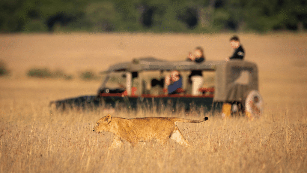 AI and Wildlife: Getting the Picture Right