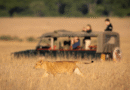 AI and Wildlife: Getting the Picture Right
