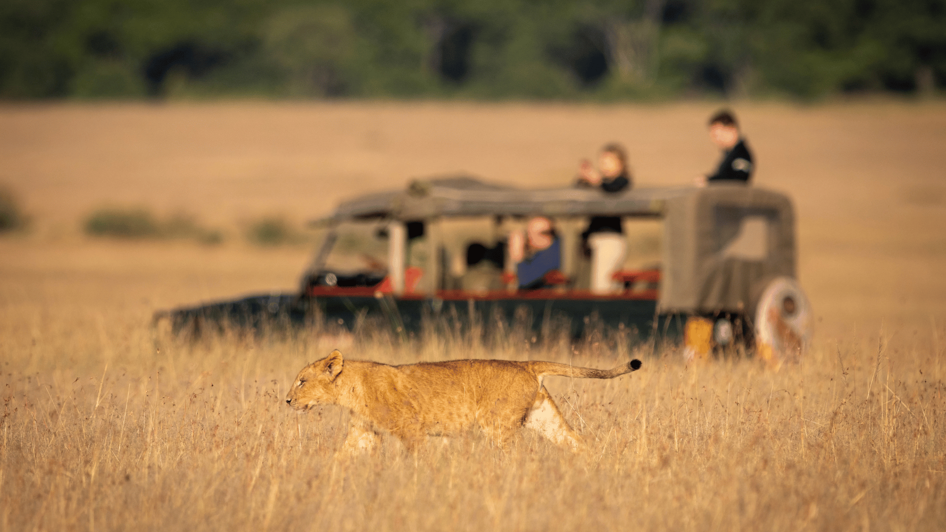 AI And Wildlife: Getting The Picture Right