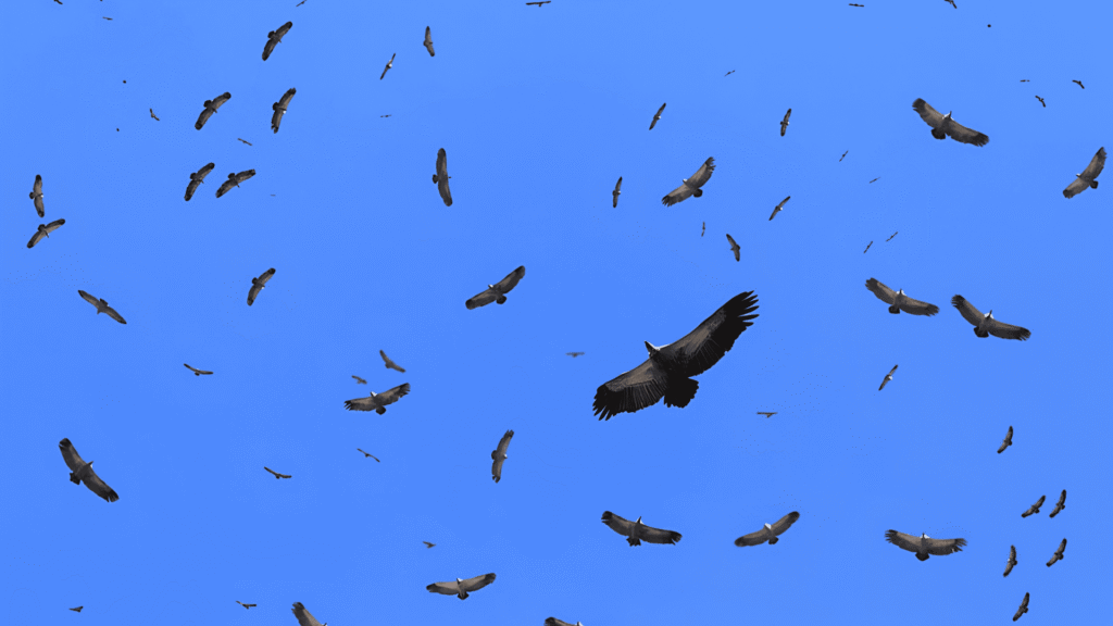 This International Vulture Awareness Day, Cape Vulture Nature Reserve shows how tourism can support lasting conservation