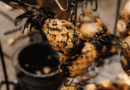 Visit Stellenbosch partners with South Africa BBQ Festival for a new kind of first